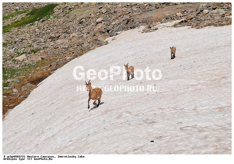 �������� ������, �����, ������������ �����, ������, ������