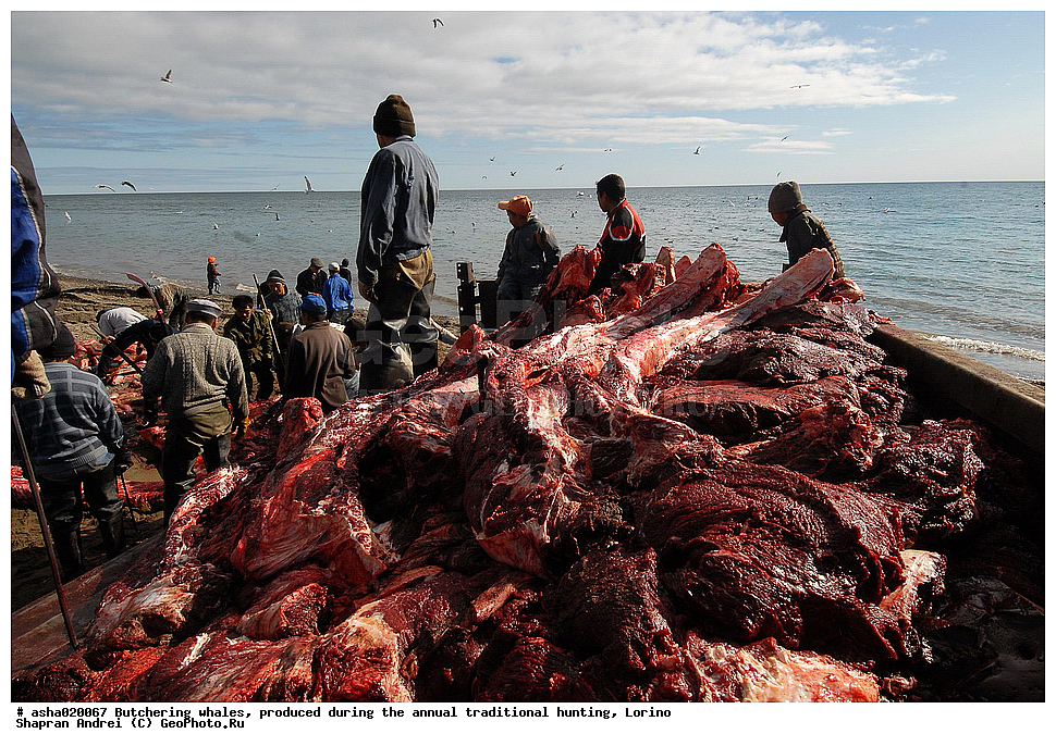 �������� , ��������� ����, ������ ������, �������, ������, ���, ���, �����, �����, ��������, ����, ��������