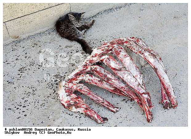 ��������, ������