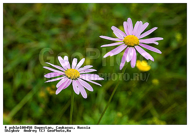 ��������, ������