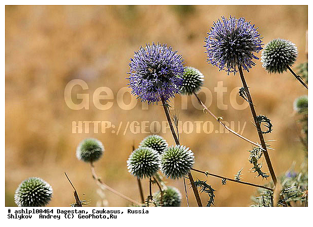 ��������, ������