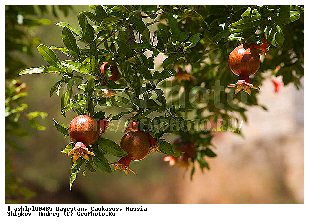 ��������, ������