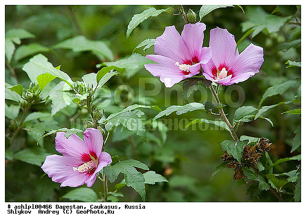 ��������, ������, ���������, �������, ��������, �����