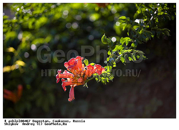 ��������, ������