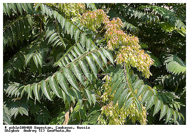 ��������, ������