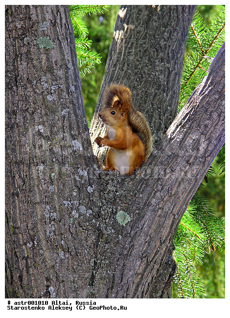 �����, ������, �����, ������, ��������