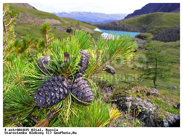 �����, ������, ����, �������� �����, �����, ������