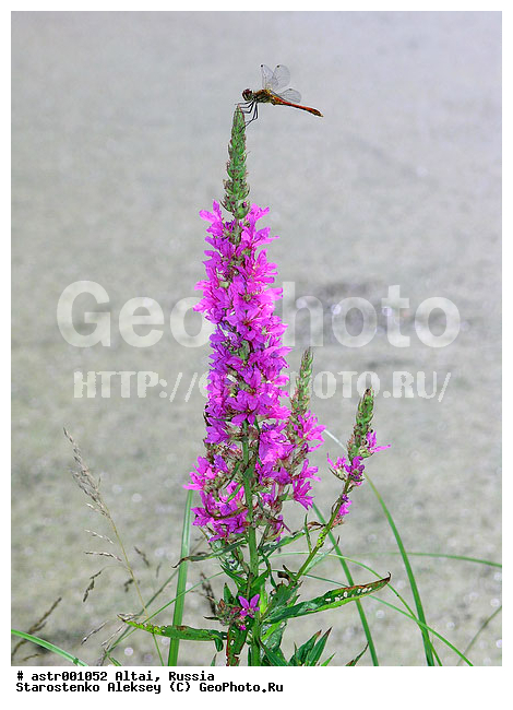 �����, ������, �������, ��������, �����