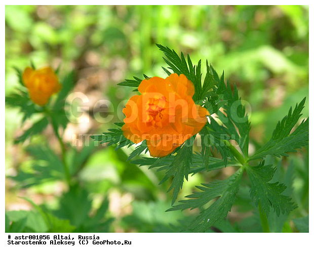 �����, ������, ����, �����