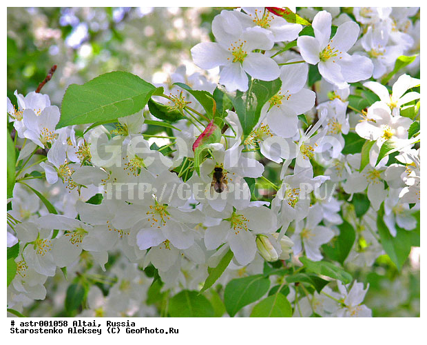 �����, ������, �����, �����, �����, ������