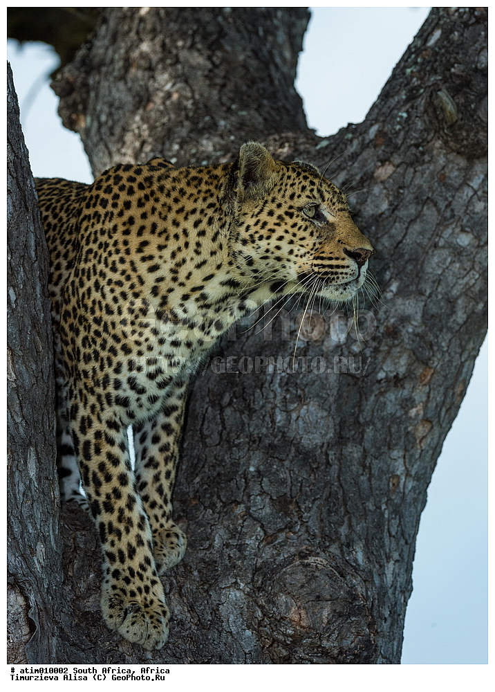 Focused Leopard, Mala Mala Private Game  Reserve, ���, ��������, ��������, �������������, �������������, �����, �����, �������, XYZ, �������, Felidae, �������, ����, �������, Panthera pardus
