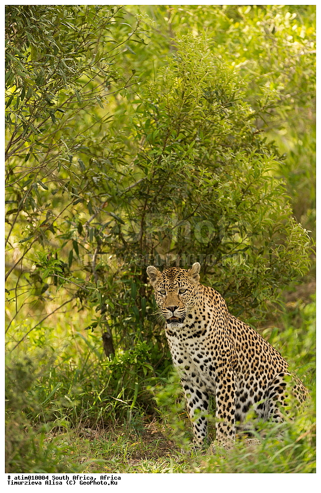 �������, �������, Mala Mala Private Game Reserve, ���, ��������, ��������, �������������, �������������, �����, �����, �������, XYZ, �������, Felidae, �������, ����, �������, Panthera pardus