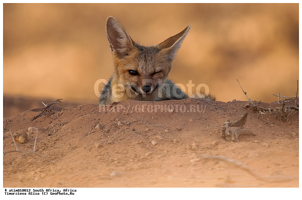 ������� ����, ���������, ������������� ����, ���, ��������, ��������, �������������, �������������, �����, �����, �������, ������, XYZ, ������, �������, ������, Canidae, ��������������� ������, ����, ����������� ������, Vulpes chama