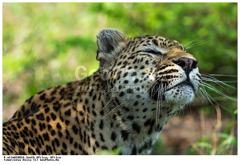 �������,  Mala Mala Private Game Reserve, ���, ��������, ��������, �������������, �������������, �����, �����, �������, XYZ, �������, Felidae, �������, ����, �������, Panthera pardus