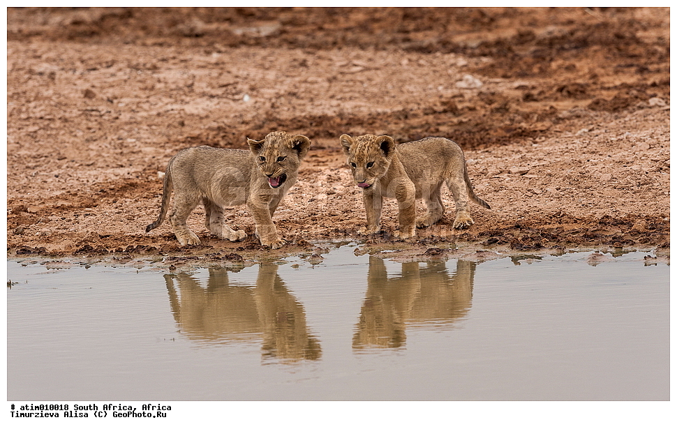 ������, ����, ���������, ������������� ����, ���, ��������, ��������, �������������, �������������, �����, �����, �������, ������, XYZ, �������, Felidae, ���, Panthera leo