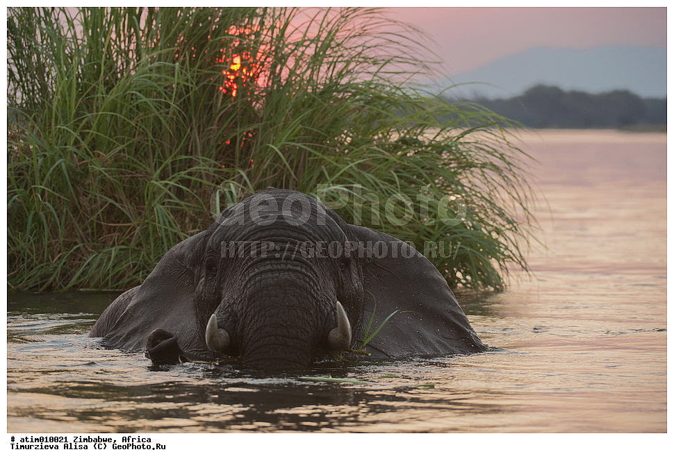 ���������, ����, ������������ ����, ���� ����, ��������, ��������, ��������, �������������, �������������, �����, �����, XYZ, ��������, Proboscidea, �������� ����, Loxodonta africana