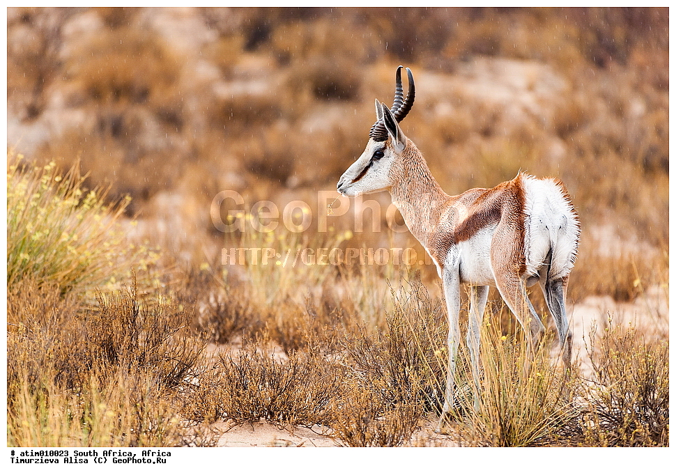 ���������, �����, ���������, �������������, ����, ���, ��������, ��������, �������������, �������������, �����, �����, XYZ, ���������, Bovidae, ���������, �������� ���������, ��������-������, Antidorcas marsupialis, Antilope marsupialis, Cemas marsupialis