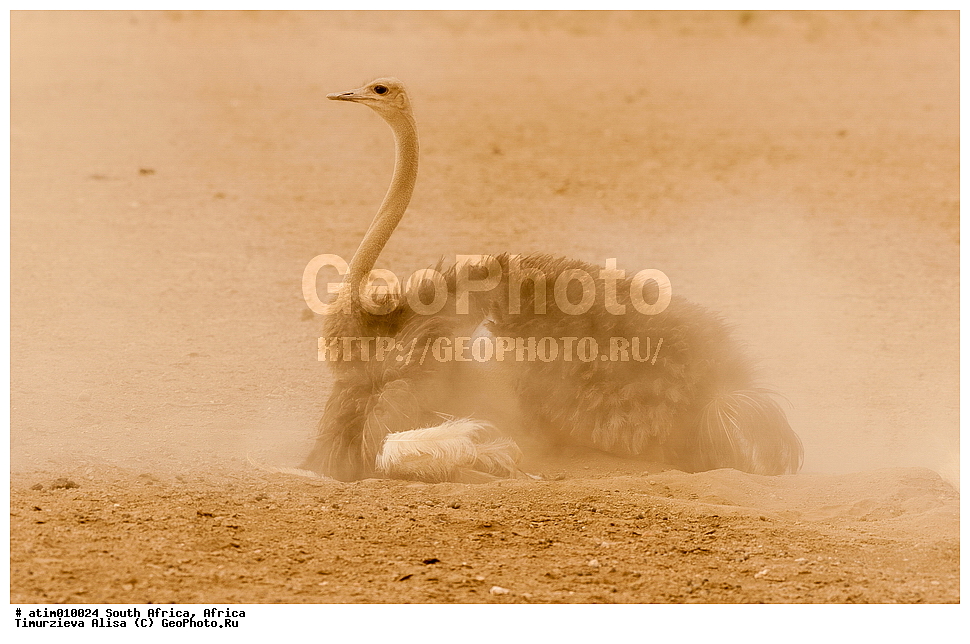 ������, �����, ���������, ������������� ����, ���, ��������, ��������, �����, �����, ��������, �����������, XYZ, ����������, Struthionidae, ����������� ������, Struthio camelus