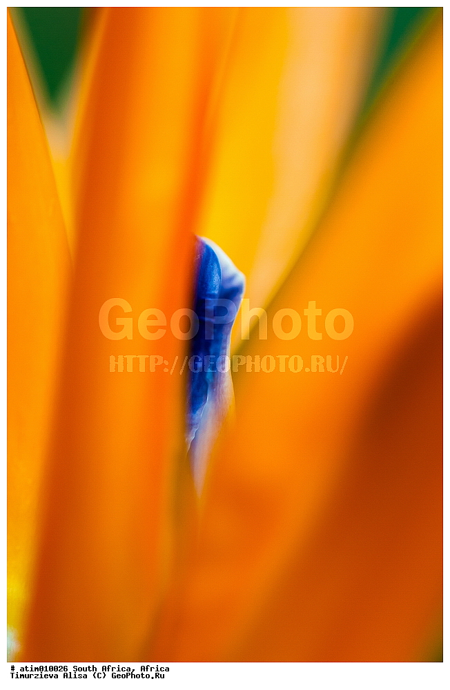 ��������, ���������, ������ ��������, �����, ��������, ���������� ��������, ������� ��������, ��������� ��������, ���������, ����������� ��������, ������, �����, ����������� ��������, ����������� ��������, �������������, Strelitziaceae, ���������� �����������, ��������� �����������, Strelitzia reginae