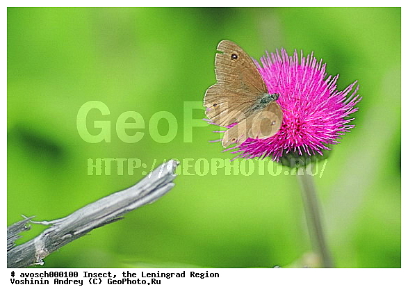 ������������� �������, �������, ���������, ��������������, �������������, ��������������