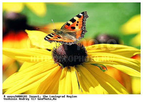 ������������� �������, �������, ���������, ��������������, �������������, ��������������