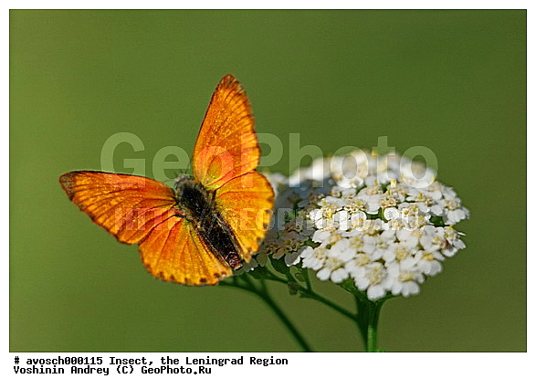 ������������� �������, �������, ���������, ��������������, �������������, ��������������