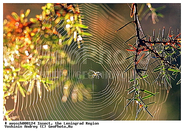 ������������� �������, ���������, ����, ��������������, �������������, ��������������