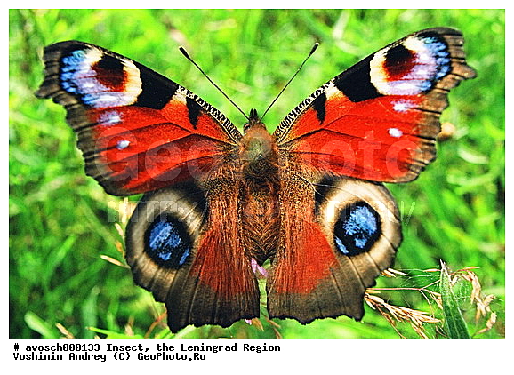 ������������� �������, ������, ��������, ��������, ��������������, �������������, ���������, ���������, �������, �������, XYZ, ���������, Nymphalidae, �������� ����, ������� �������� ����, Inachis , ��������������