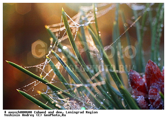 ������������� �������, ������� ����, �������, �������, ����, �����