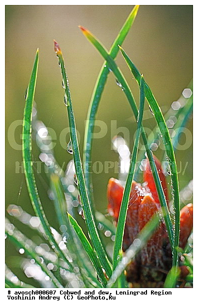 ������������� �������, ������� ����, �������, �������, ����, �����