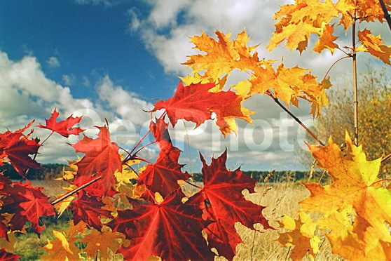 ���������, ���������, ������������� �����, ������������� �������, ������, �����, �����, ����