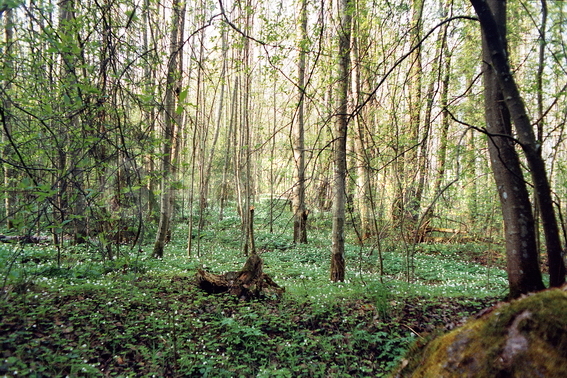 ���������, ���������, ������������� �����, ������������� �������, �����, ���, �����