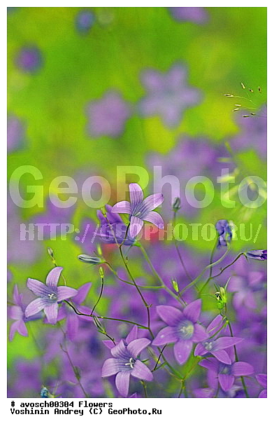 ��������� �������, ����, ���, ������� �����, �����