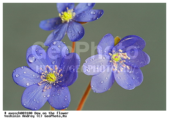 �����, ����, �����