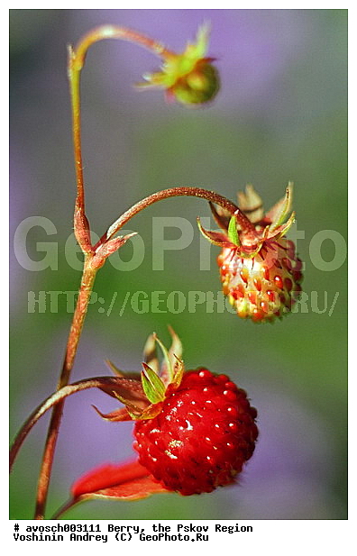 ��������� �������, ����, ����, �����, �����