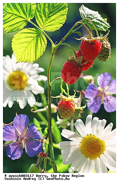 ��������� �������, ����, ����, �����, �����