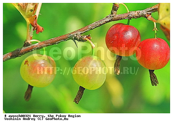 ��������� �������, ����, ����, �����, �����