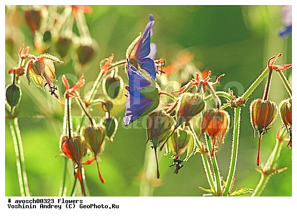 ��������� �������, ����, ���, ������� �����, �����