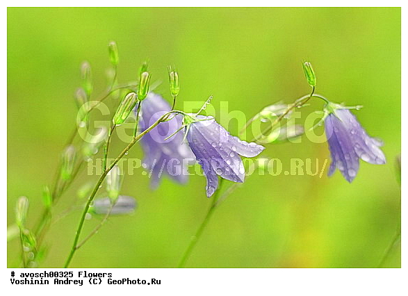 ��������� �������, ����, ���, ������� �����, �����