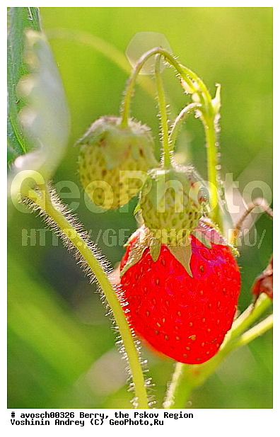 ��������� �������, ����, ����, �����, �����