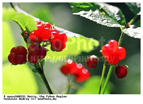 ��������� �������, ����, ����, �����, �����