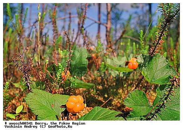 ��������� �������, ����, ����, �����, �����