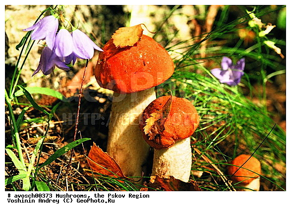 ��������� �������, �����