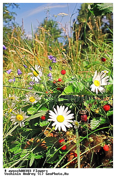 ��������� �������, ����, ���, ������� �����, �����