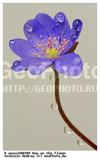 �����, ����, �����