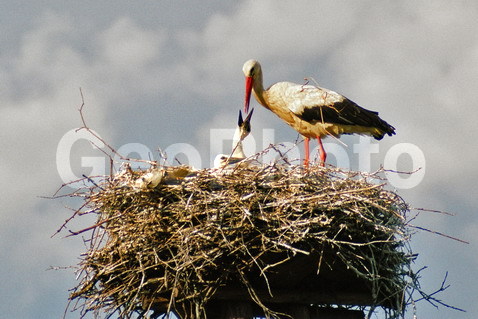 Ciconia ciconia, ����, �����, ������, ���, �����, �����, �����, XYZ, ��������, Ciconiidae, ����� ����, Ciconia ciconia, �����, �����, XYZ, ��������, Ciconiidae, ����� ����, Ciconia ciconia