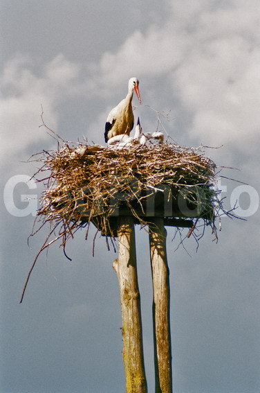 Ciconia ciconia, ����, �����, ������, ���, �����, �����, �����, XYZ, ��������, Ciconiidae, ����� ����, Ciconia ciconia, �����, �����, XYZ, ��������, Ciconiidae, ����� ����, Ciconia ciconia