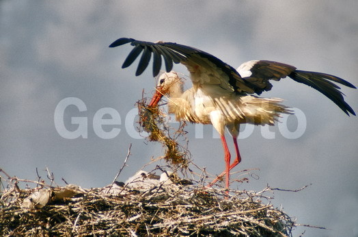 Ciconia ciconia, ����, �����, ������, ���, �����, �����, �����, XYZ, ��������, Ciconiidae, ����� ����, Ciconia ciconia, �����, �����, XYZ, ��������, Ciconiidae, ����� ����, Ciconia ciconia