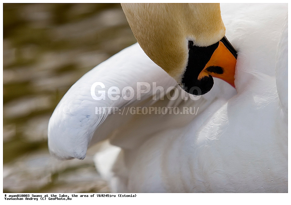 ������, �����, �����, ������,  ����, �������, ��������, ��������, ��������, �����������, �����������������, ������������� �����, ������������� �����, XYZ, ������, Anatidae, ������-�����, Cygnus olor