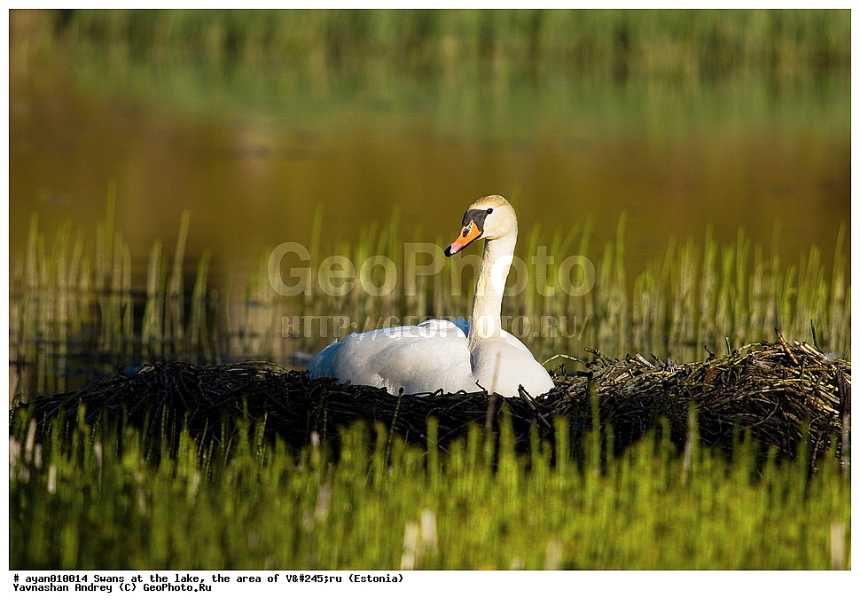 ������, �����, ����, �������, ������, �����, ��������, ��������, ��������, �����������, �����������������, ������������� �����, ������������� �����, XYZ, ������, Anatidae, ������-�����, Cygnus olor